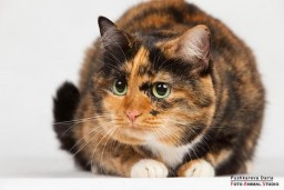 Кошка Глаша 04.09.2021