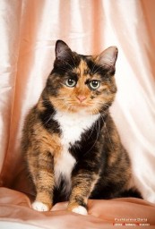 Кошка Глаша 04.09.2021