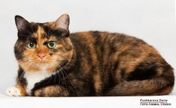 Кошка Глаша 04.09.2021